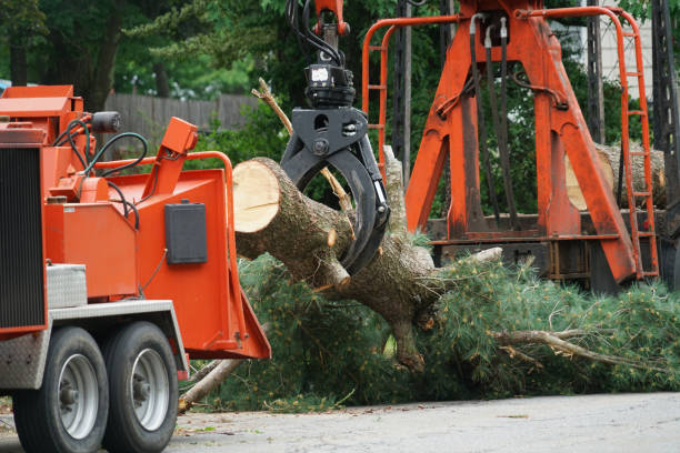 Dead Tree Removal in Springfield, VA